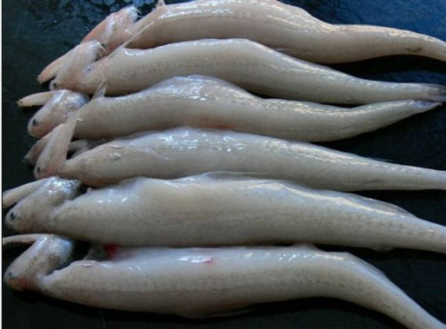 黑心商家添加甲醛让虾虫孱“保鲜”？
