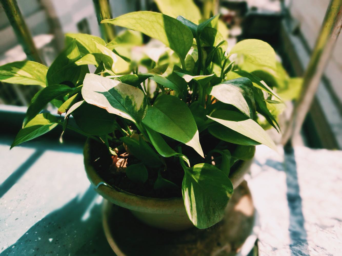 植物能治理甲醛吗?科学使用植物很重要 植物能治理甲醛吗?科学使用植物很重要