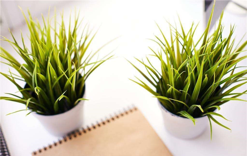 植物能治理甲醛吗?科学使用植物很重要 植物能治理甲醛吗?科学使用植物很重要