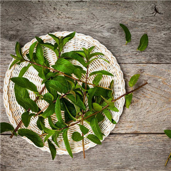 植物可以去甲醛吗?甲醛治理原理是什么 植物可以去甲醛吗?甲醛治理原理是什么