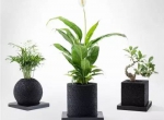 怎么甲醛治理靠得牢？竹炭、植物成最大“骗局”
