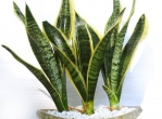 用什么植物除甲醛最好？