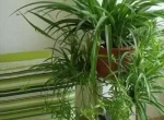 除甲醛，竹炭绿植不给力