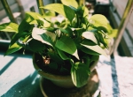 植物能治理甲醛吗？科学使用植物很重要