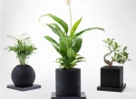 怎么除甲醛靠得牢？竹炭、植物成最大“骗局”