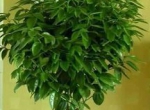 吸甲醛的植物排名你知道吗?