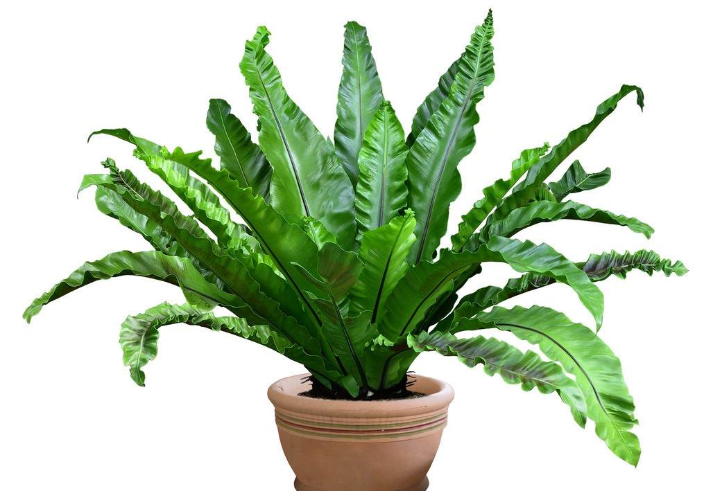 新居巧用绿植进行甲醛治理 新居巧用绿植进行甲醛治理